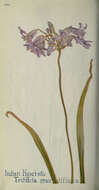 Image of largeflower triteleia