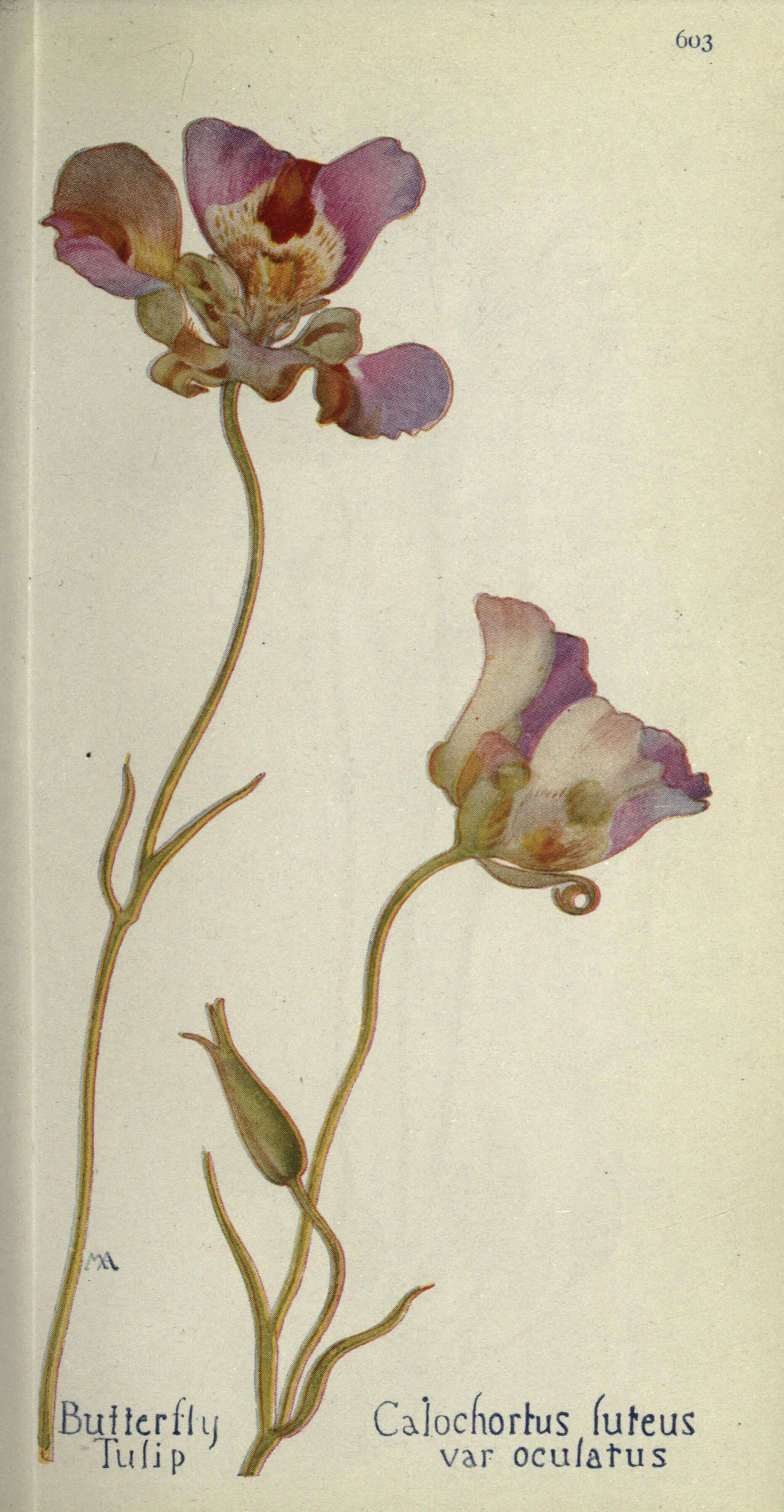 Imagem de Calochortus vestae (Purdy) Wallace