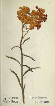 Image of sanddune wallflower