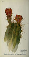 Image of Hedgehog Cactus