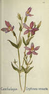 Image of charming centaury