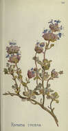 Salvia dorrii var. incana (Benth.) Strachan resmi