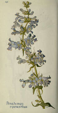 Image of Blue Penstemon