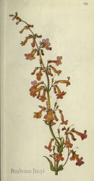 Image of Parry's beardtongue
