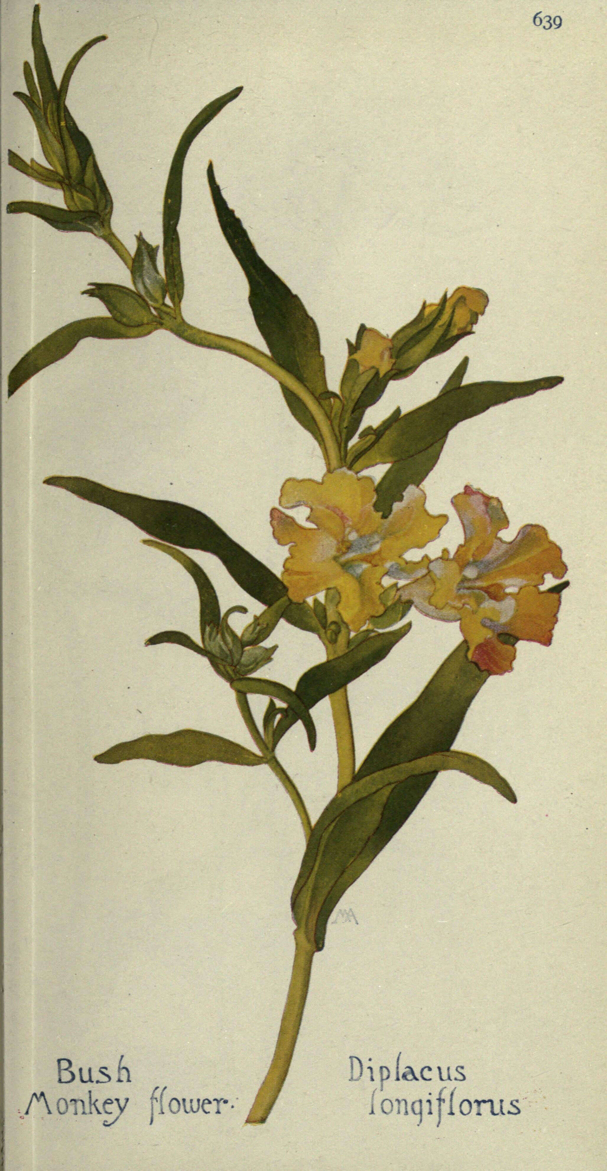 Image of southern bush monkeyflower