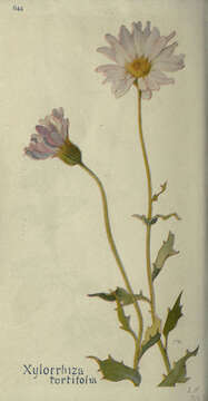 Image de Xylorhiza tortifolia (Torr. & A. Gray) Greene