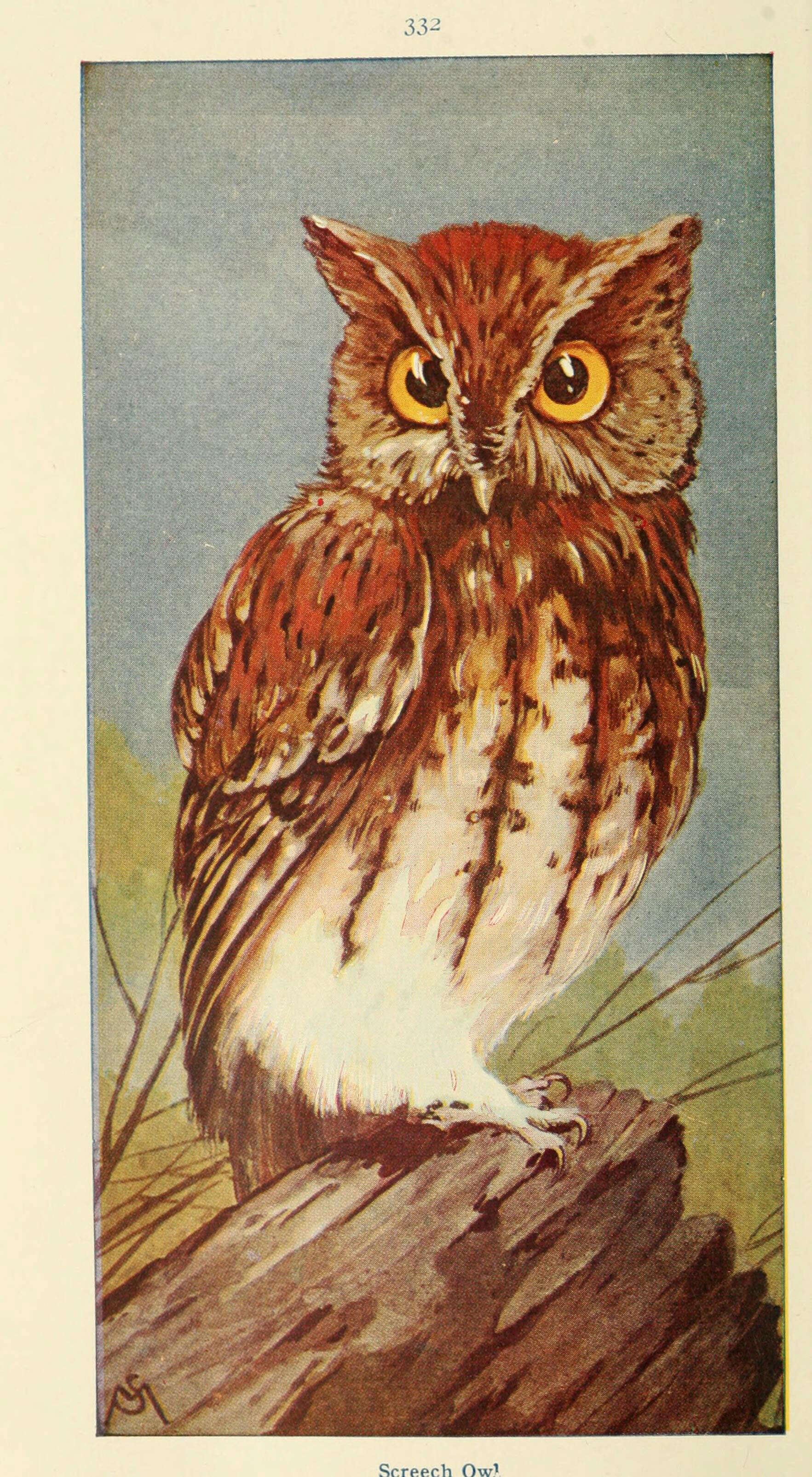 Image of Western Screech Owl