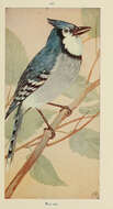 Image of Blue Jay