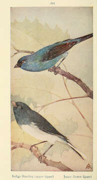 Image of Indigo Bunting