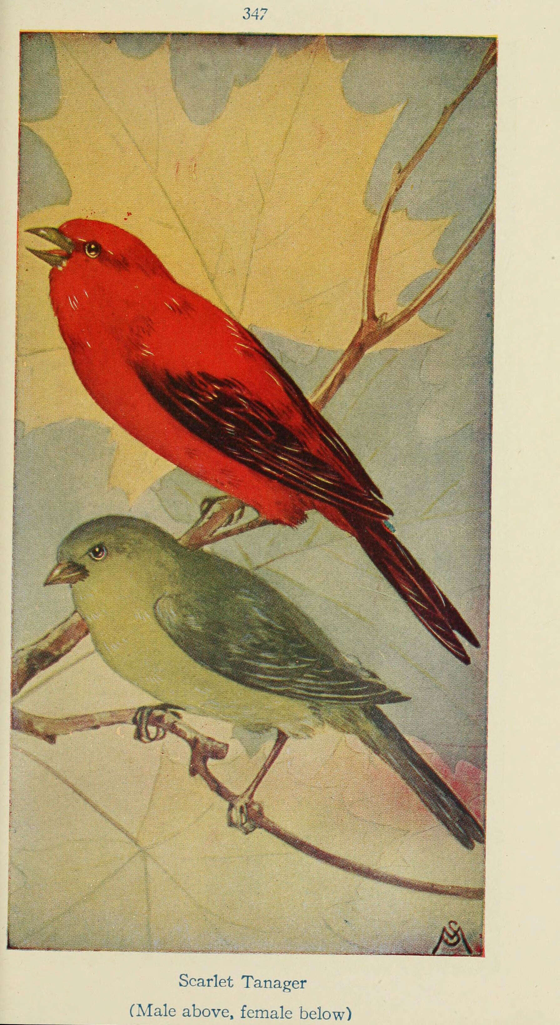 Image of Scarlet Tanager