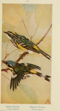 Image de Setophaga coronata coronata (Linnaeus 1766)