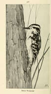 Слика од Dryobates pubescens (Linnaeus 1766)