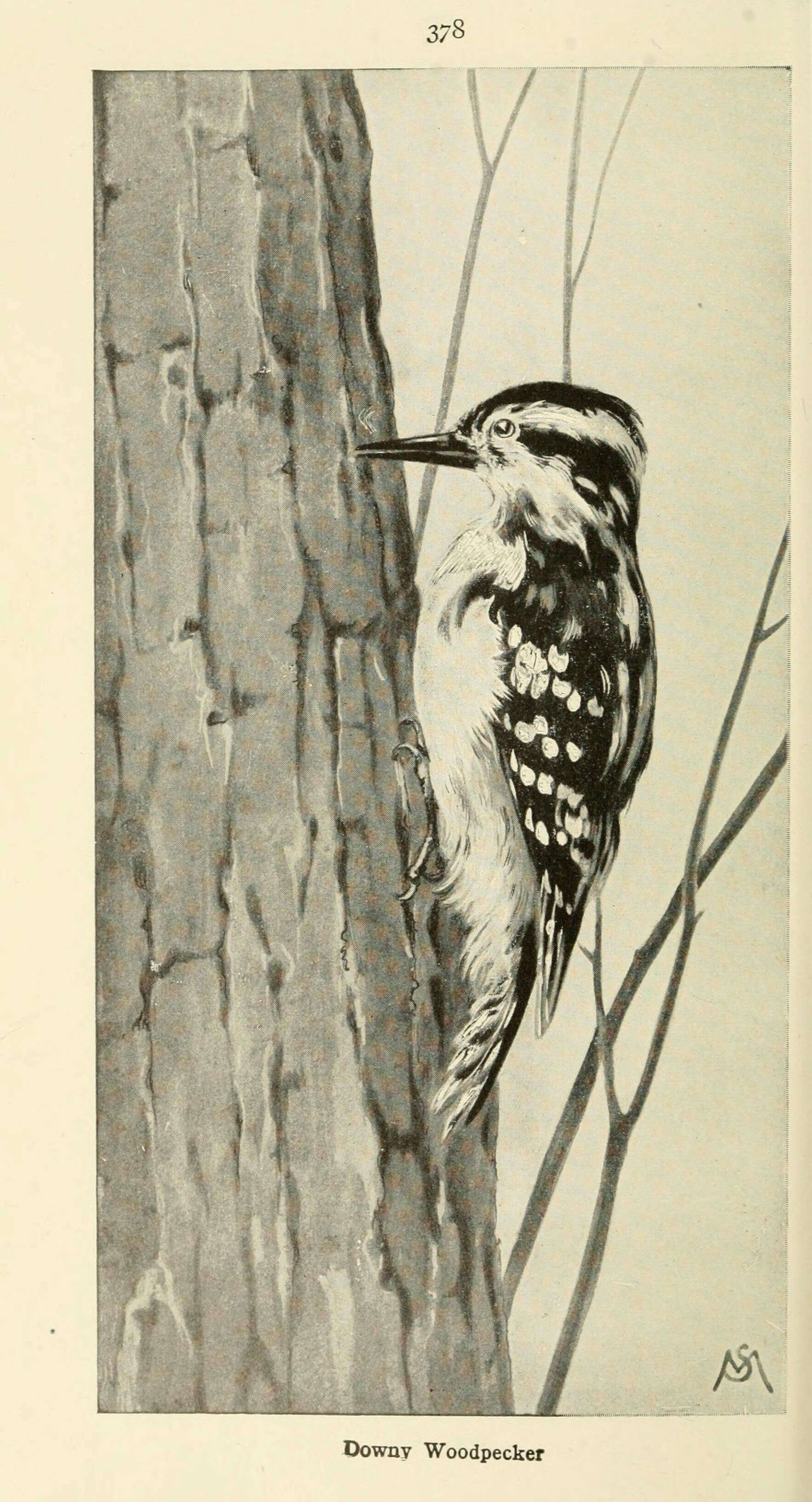 Image of Downy Woodpecker