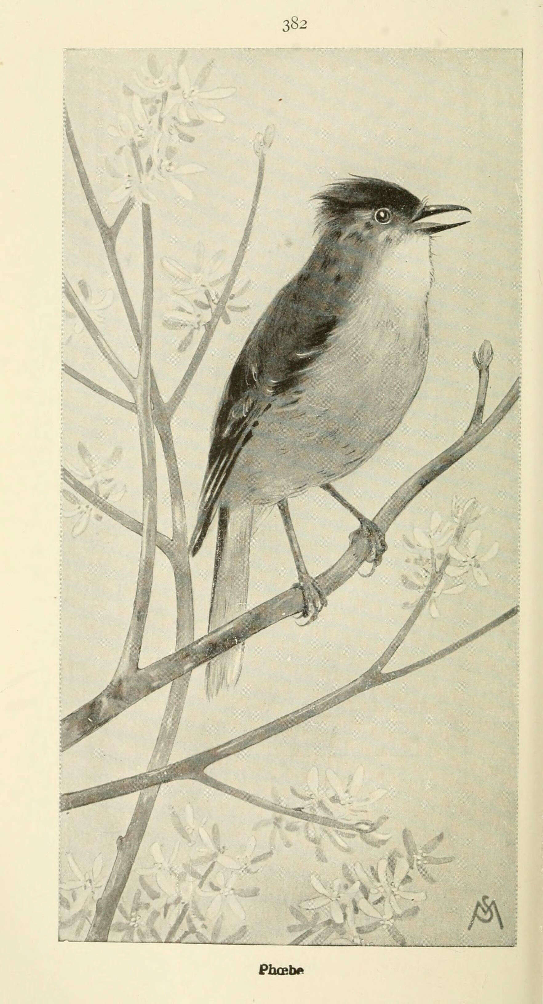 Image of Eastern Phoebe