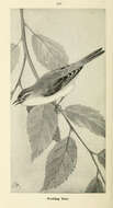 Image of Warbling Vireo