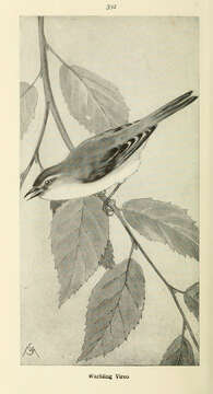 Vireo gilvus (Vieillot 1808) resmi