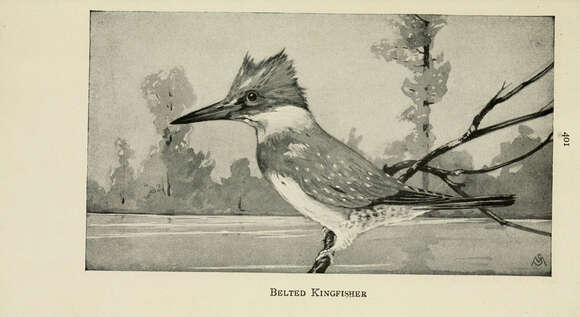 Image of Megaceryle Kaup 1848