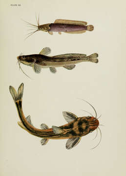 Image of Hong Kong catfish