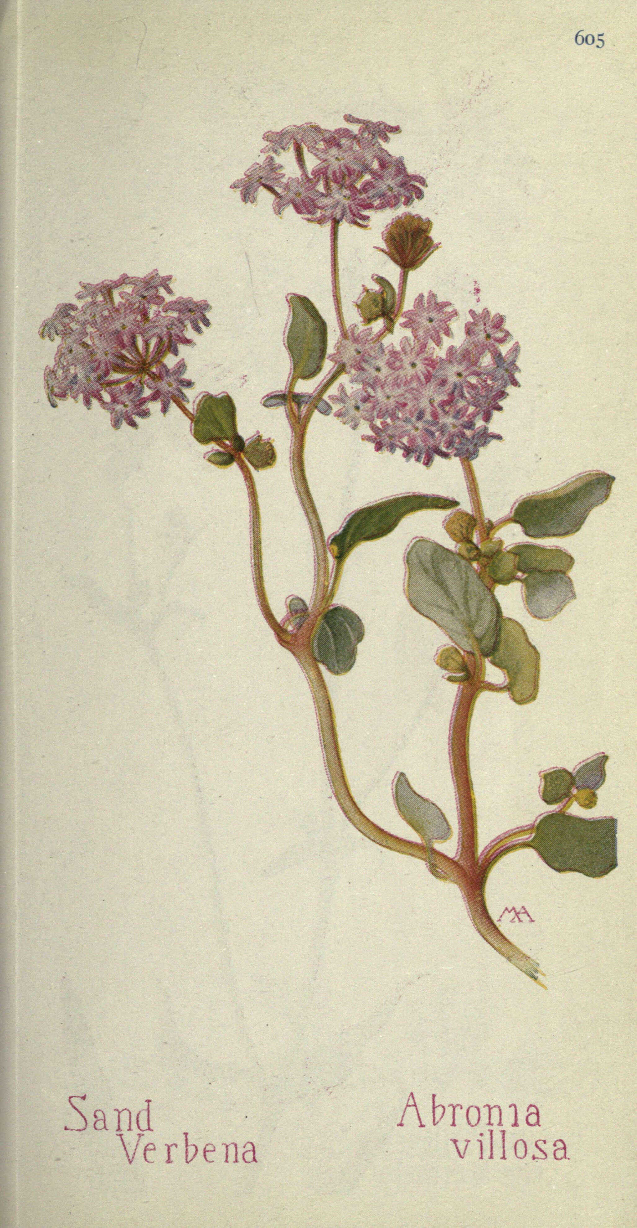 Image of desert sand verbena