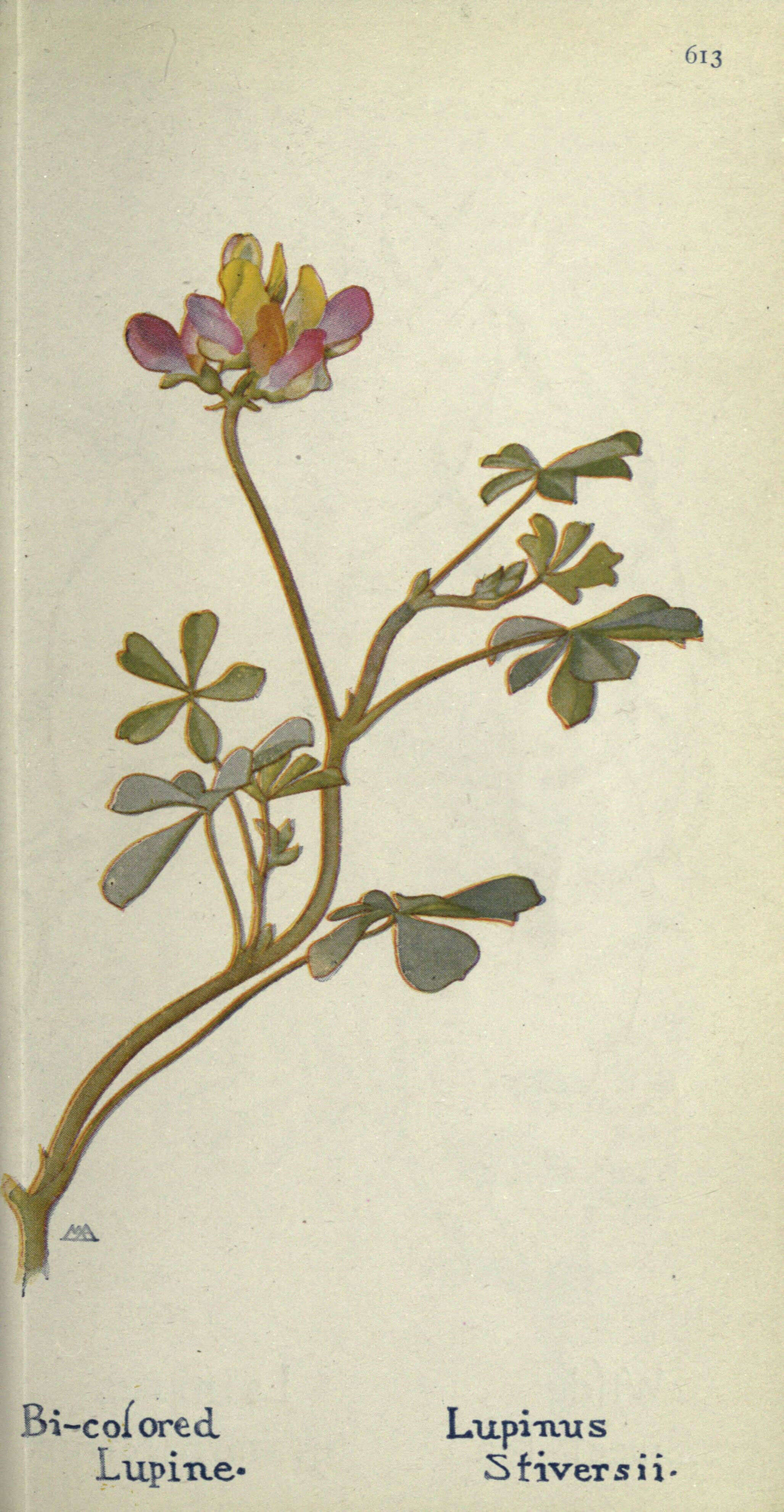 Image of harlequin annual lupine