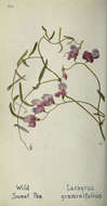 Lathyrus graminifolius (S. Watson) T. G. White resmi