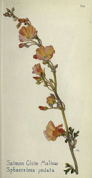 Imagem de Sphaeralcea grossulariifolia (Hook. & Arn.) Rydb.