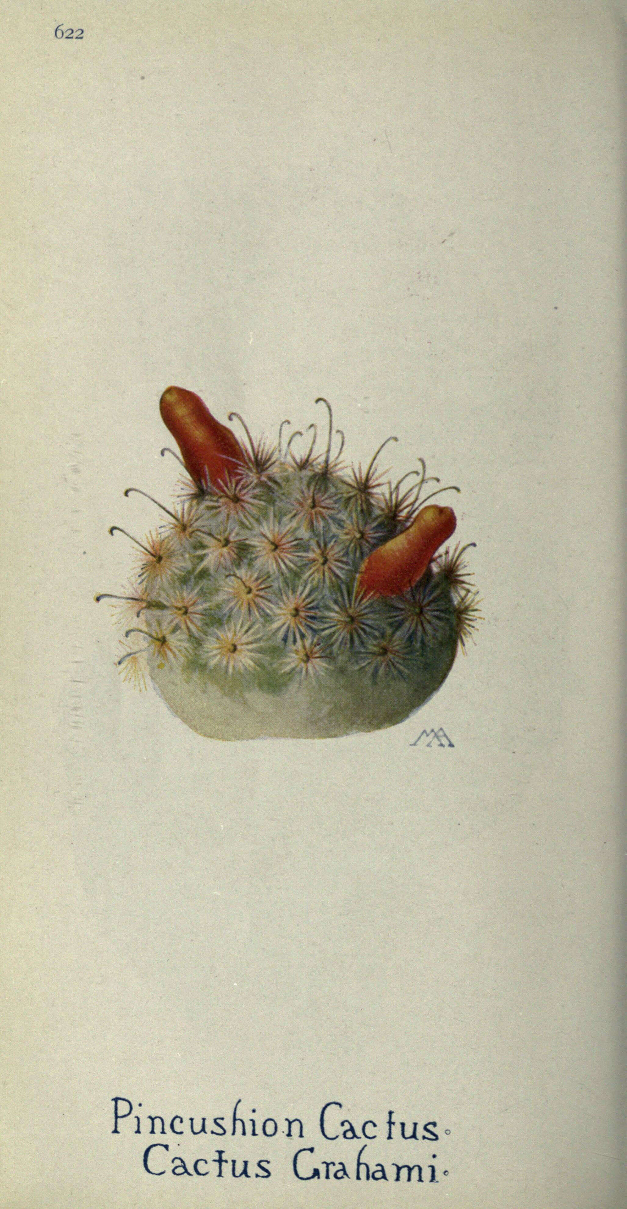 Image of Graham's Pincushion Cactus
