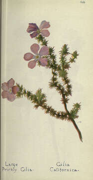 Image of Linanthus californicus (Hook. & Arn.) J. M. Porter & L. A. Johnson