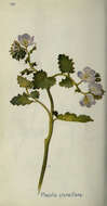 Phacelia grandiflora (Benth.) A. Gray的圖片