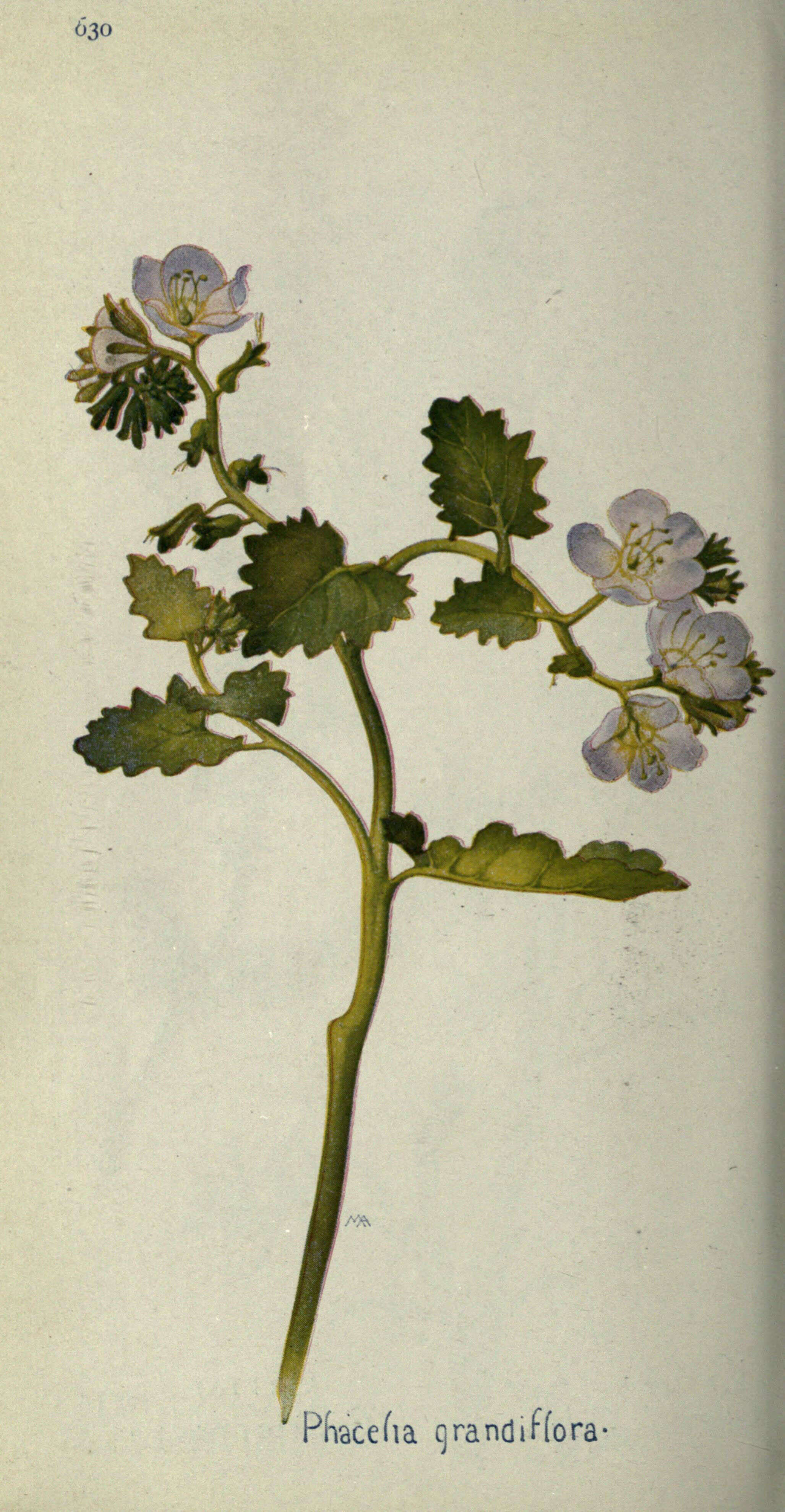Image of largeflower phacelia