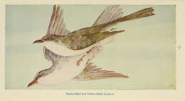 Image of Black-billed Cuckoo