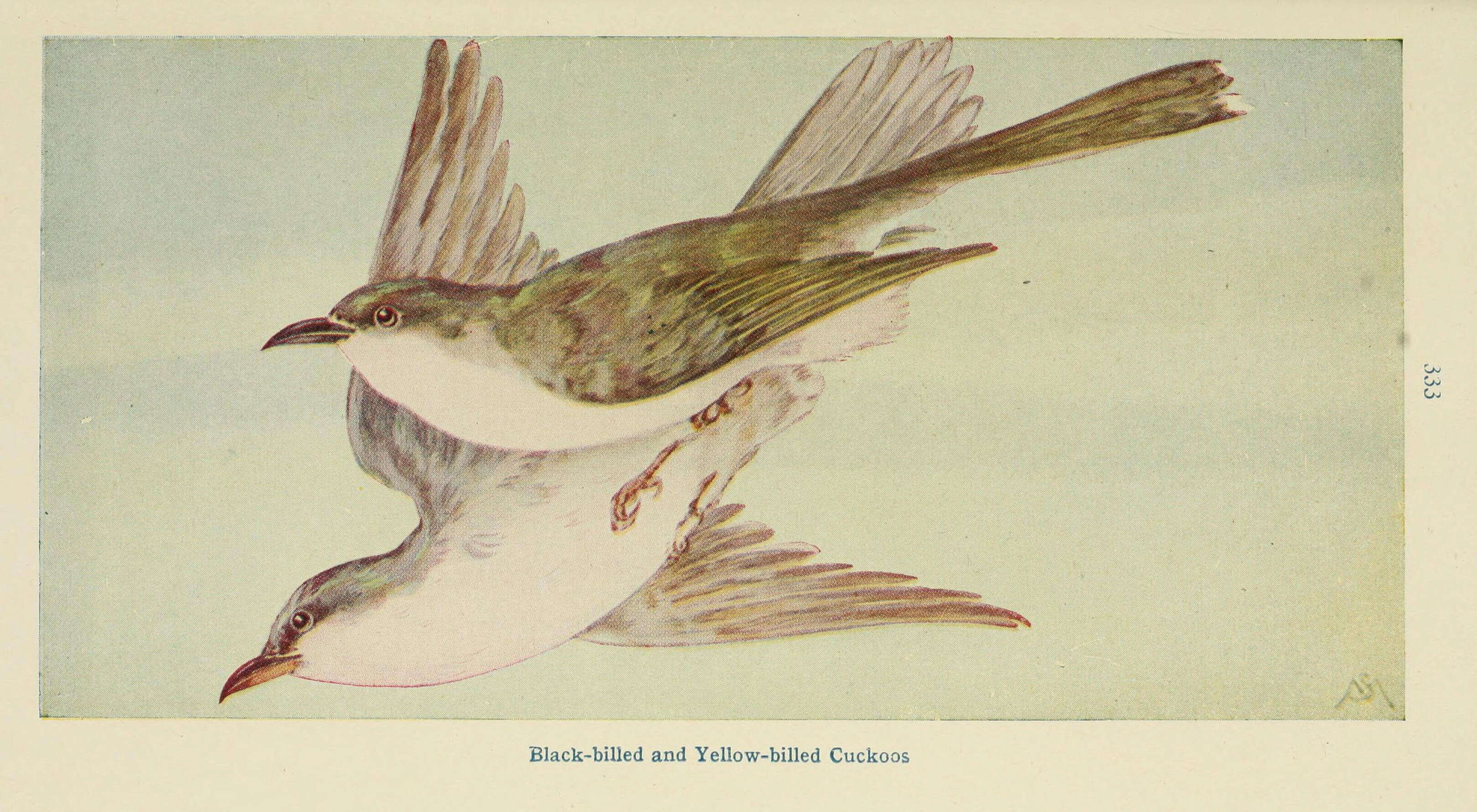 Image of Black-billed Cuckoo