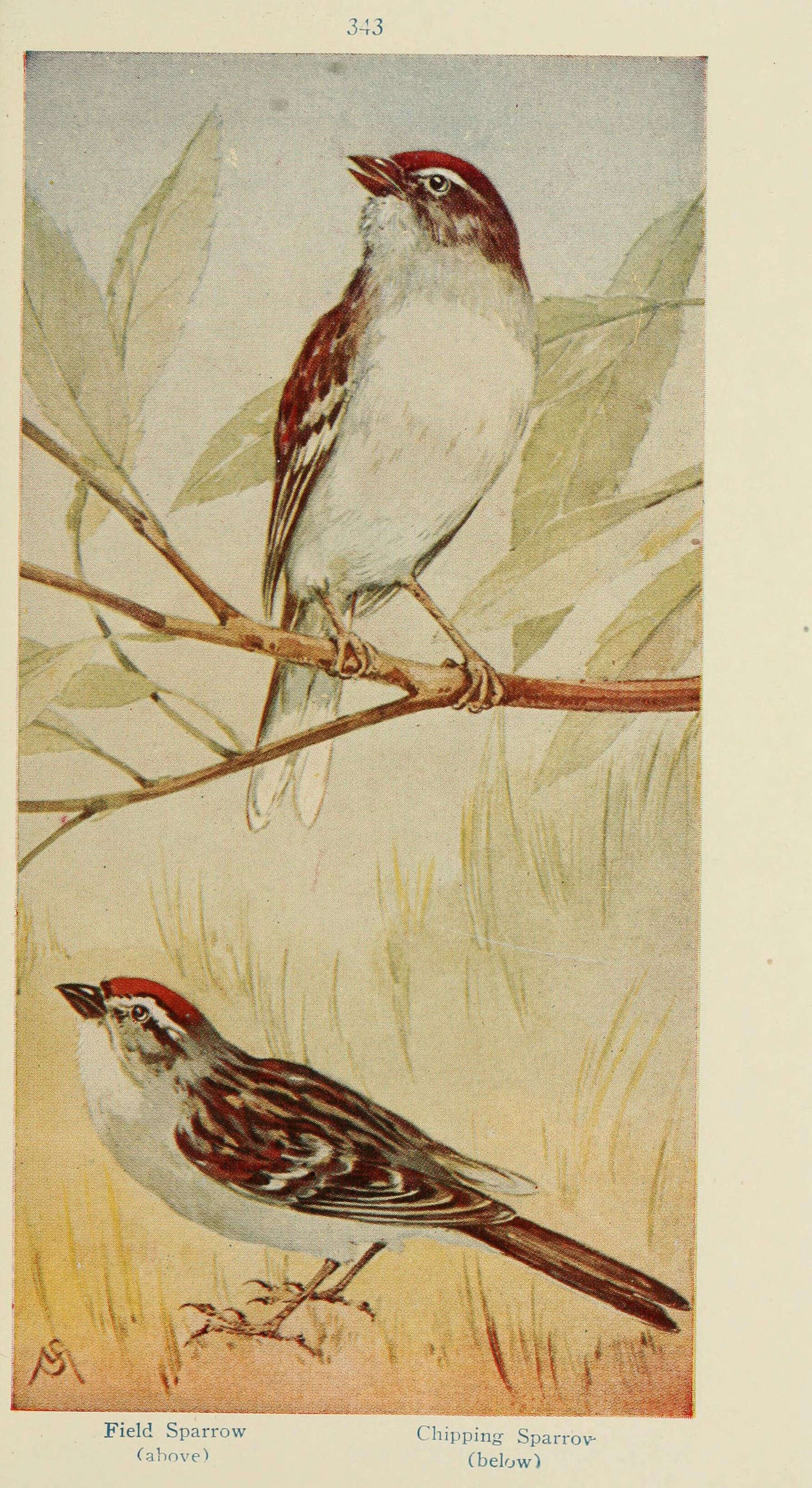 Image of Field Sparrow