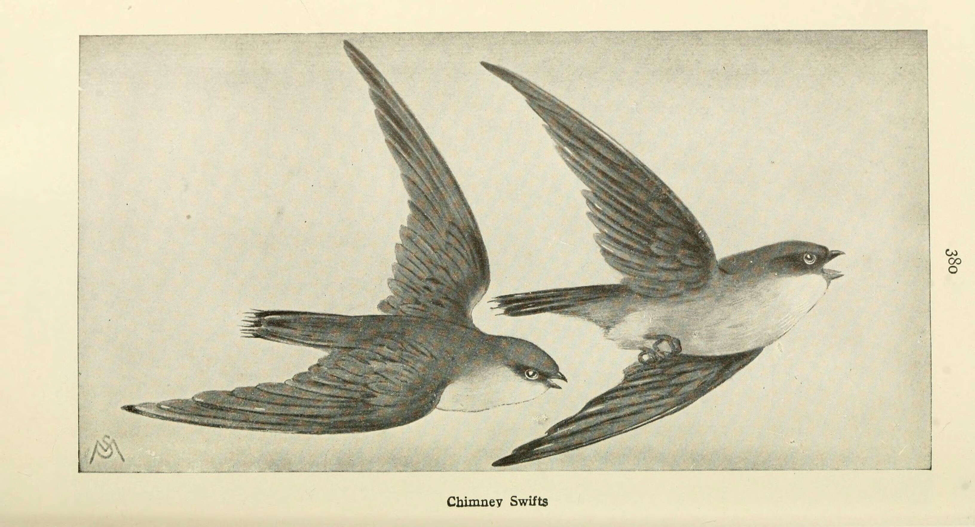 Image of Chimney Swift