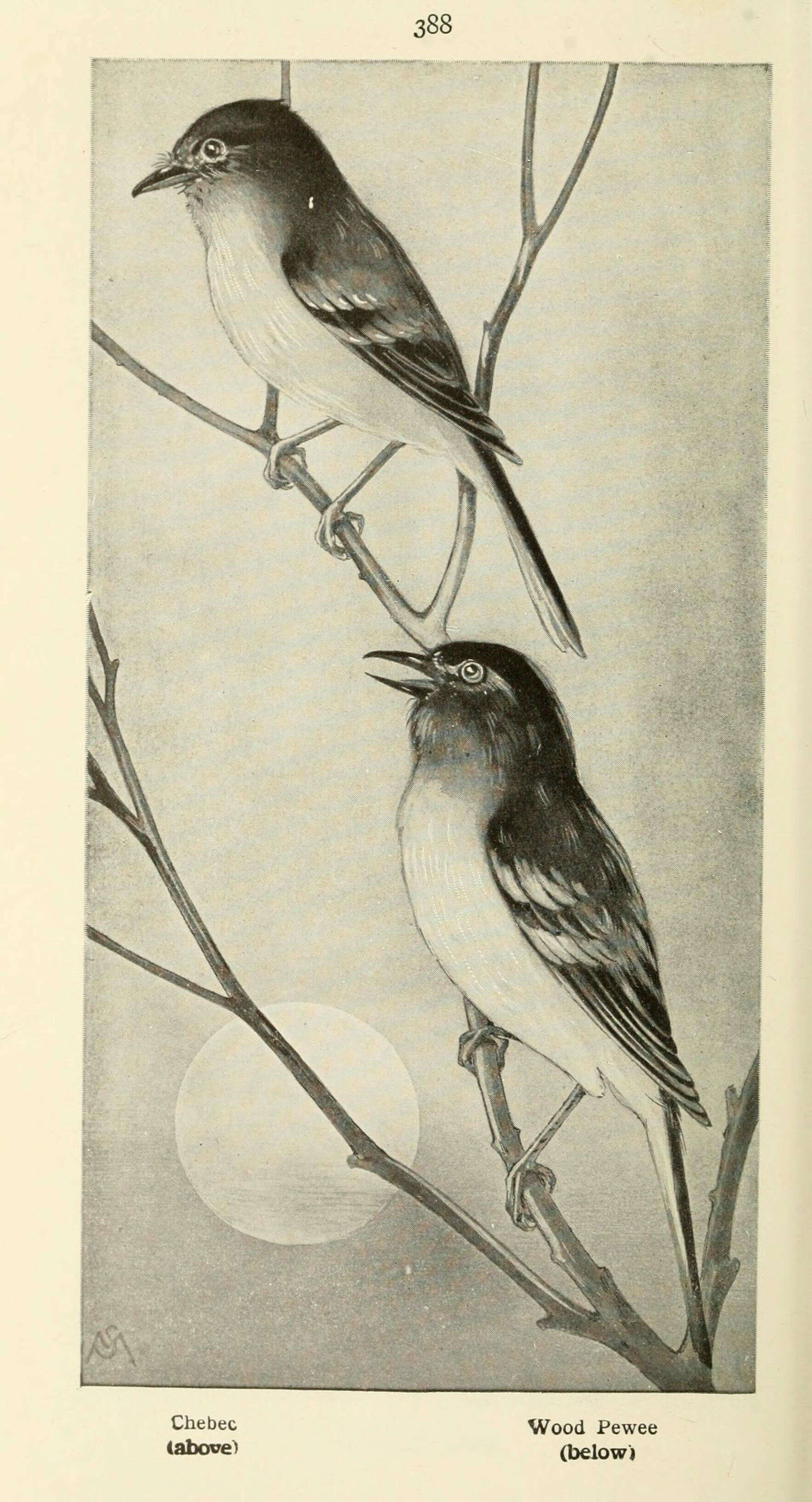 Empidonax minimus (Baird, WM, Baird & SF 1843)的圖片