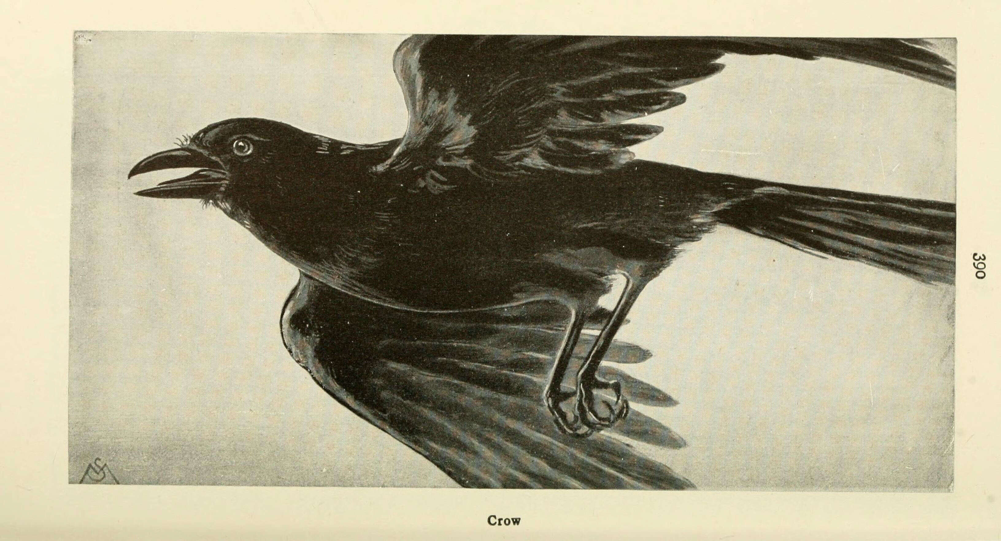 Слика од Corvus brachyrhynchos Brehm & CL 1822