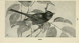 Image of Melanoptila Sclater & PL 1858