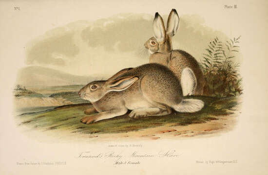 Imagem de Lepus townsendii Bachman 1839