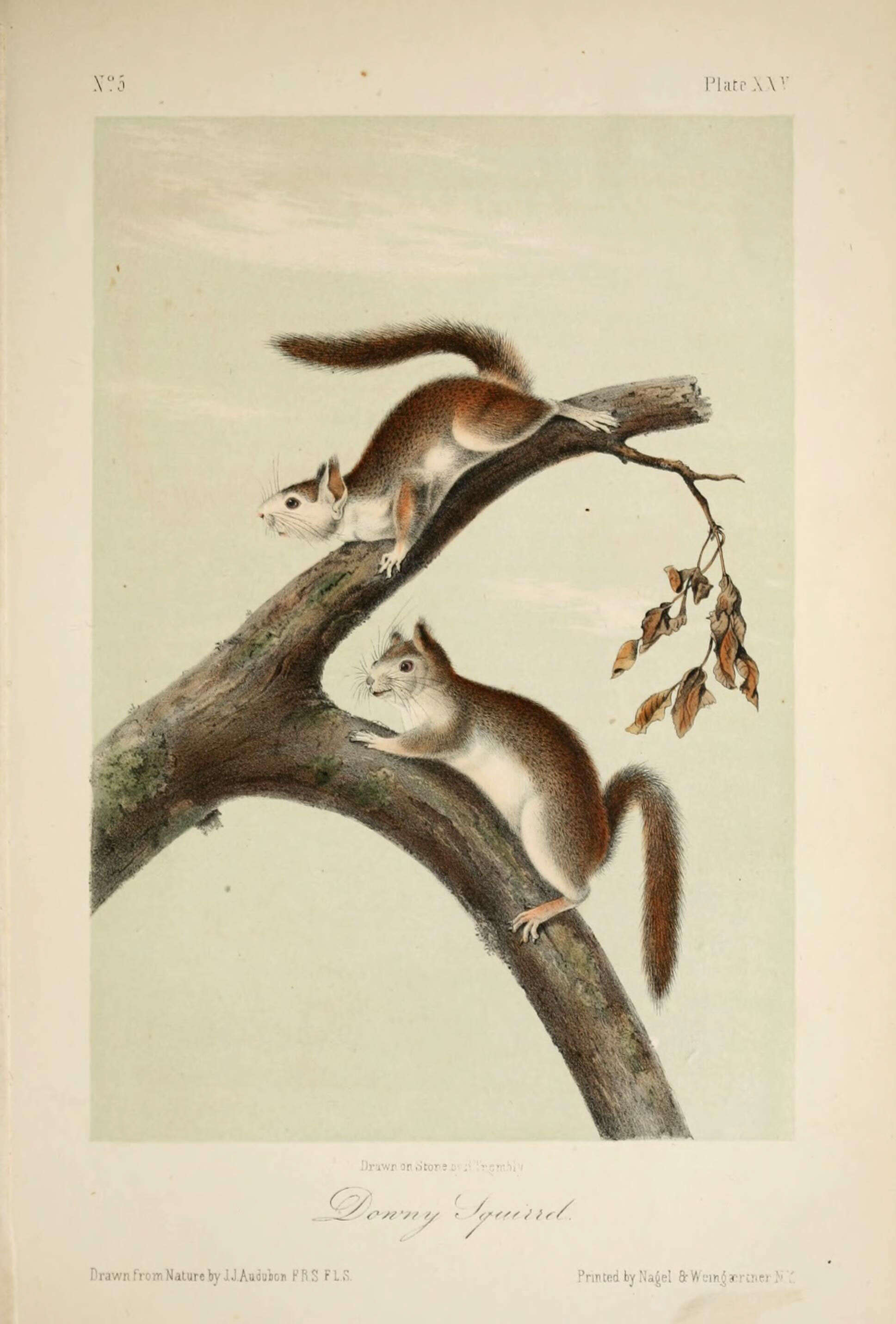 Image of pine squirrel