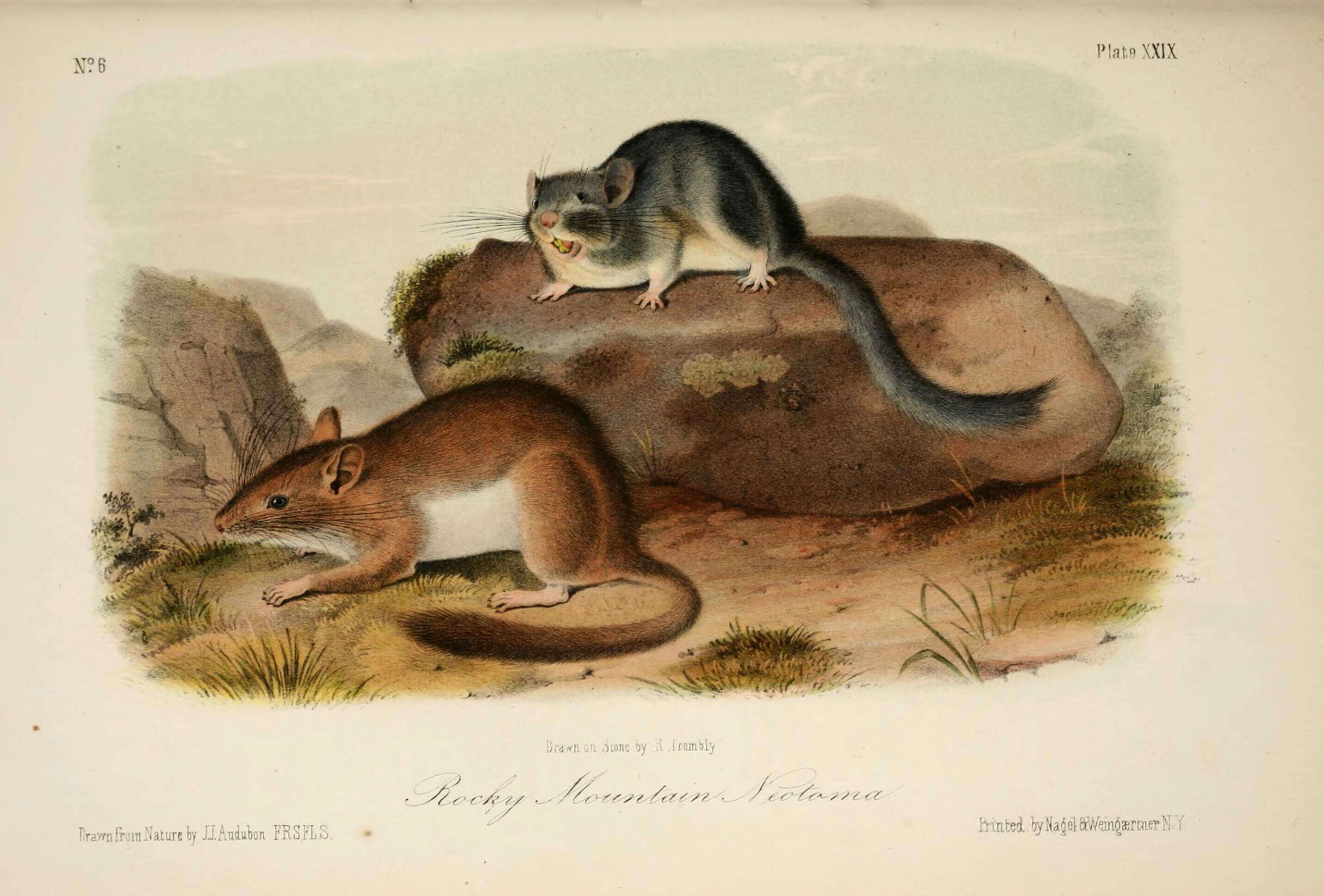 Image of Neotoma subgen. Teonoma Gray 1843