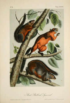 Image de Sciurus aureogaster F. Cuvier 1829
