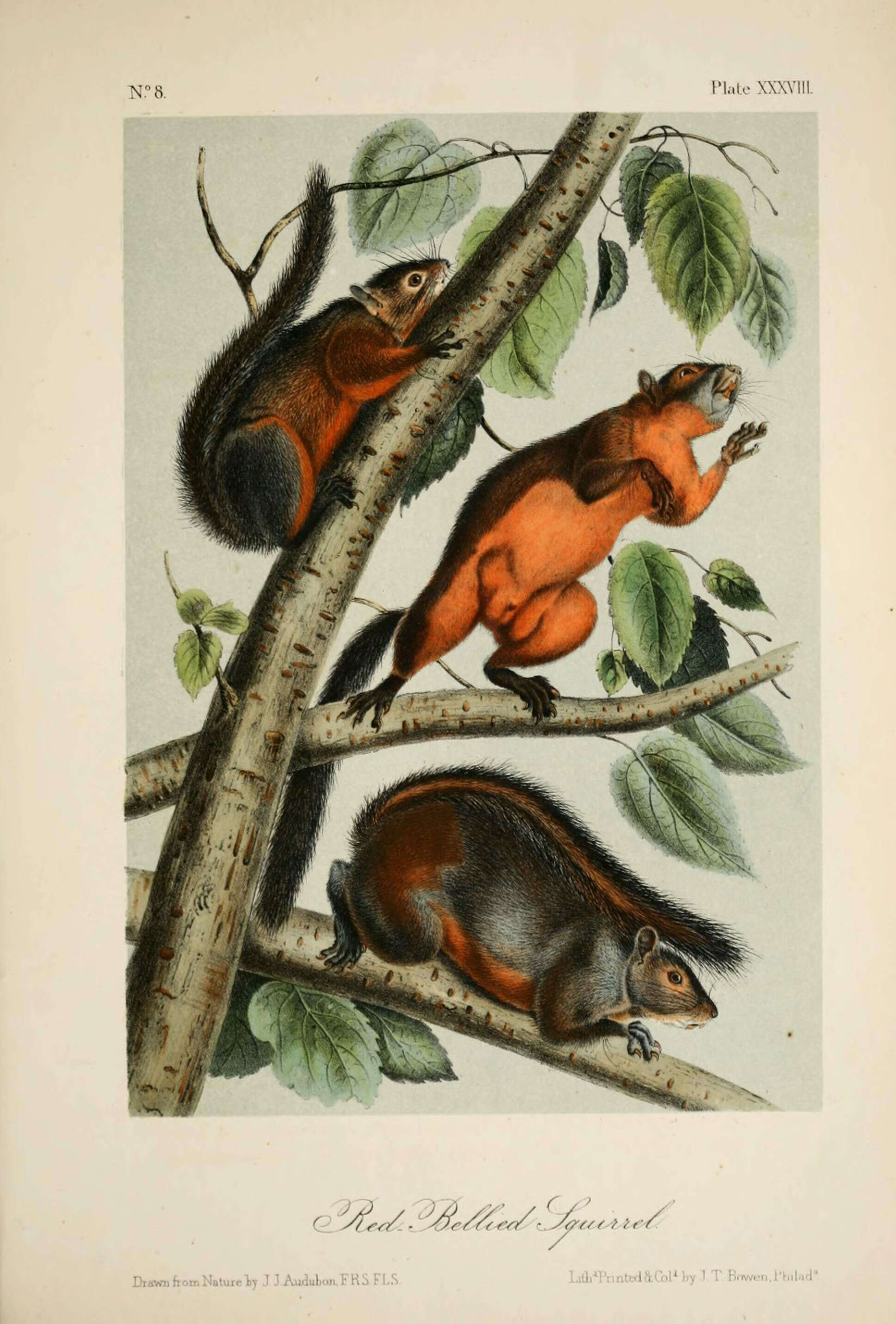 Imagem de Sciurus aureogaster F. Cuvier 1829