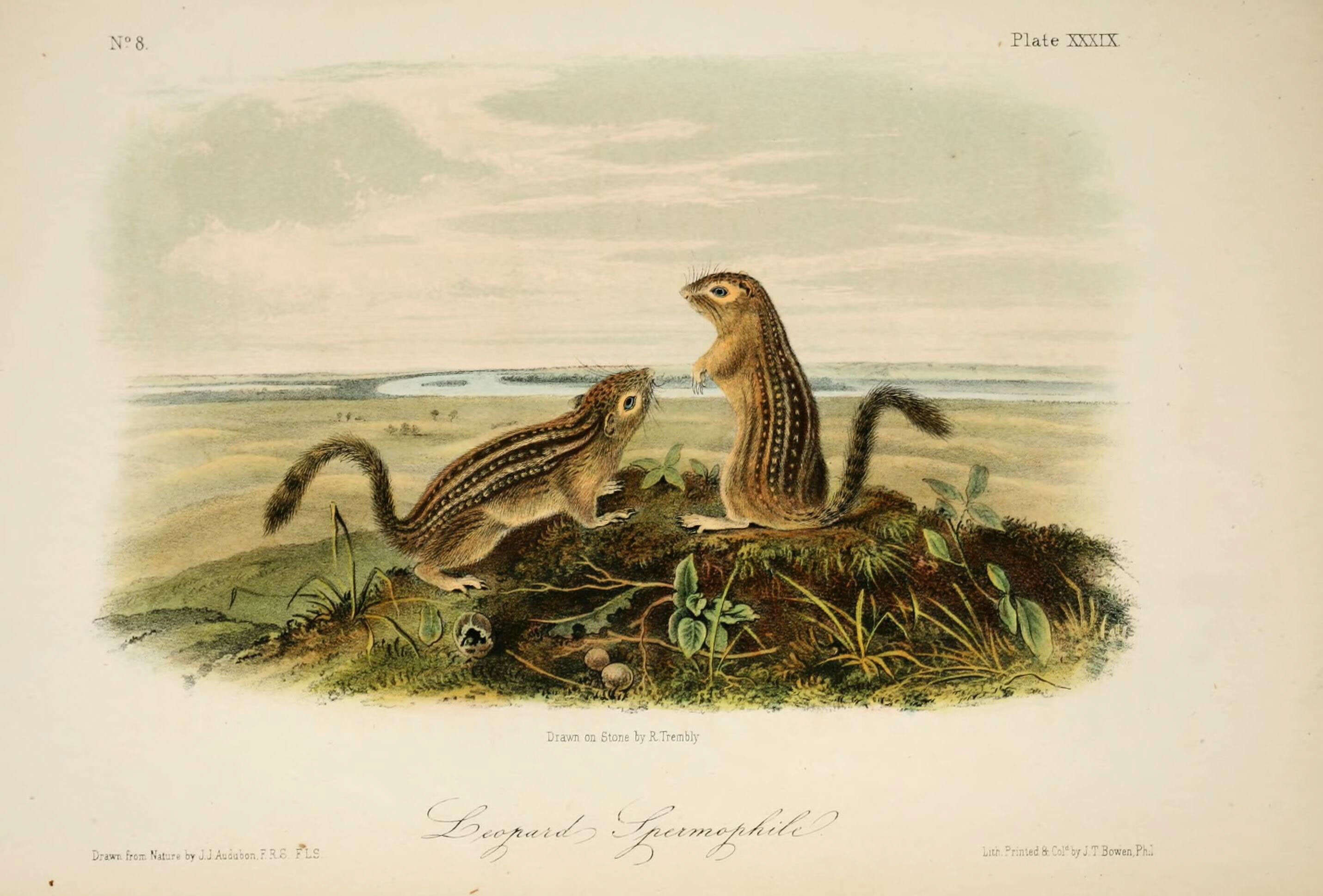 Imagem de Ictidomys tridecemlineatus (Mitchill 1821)