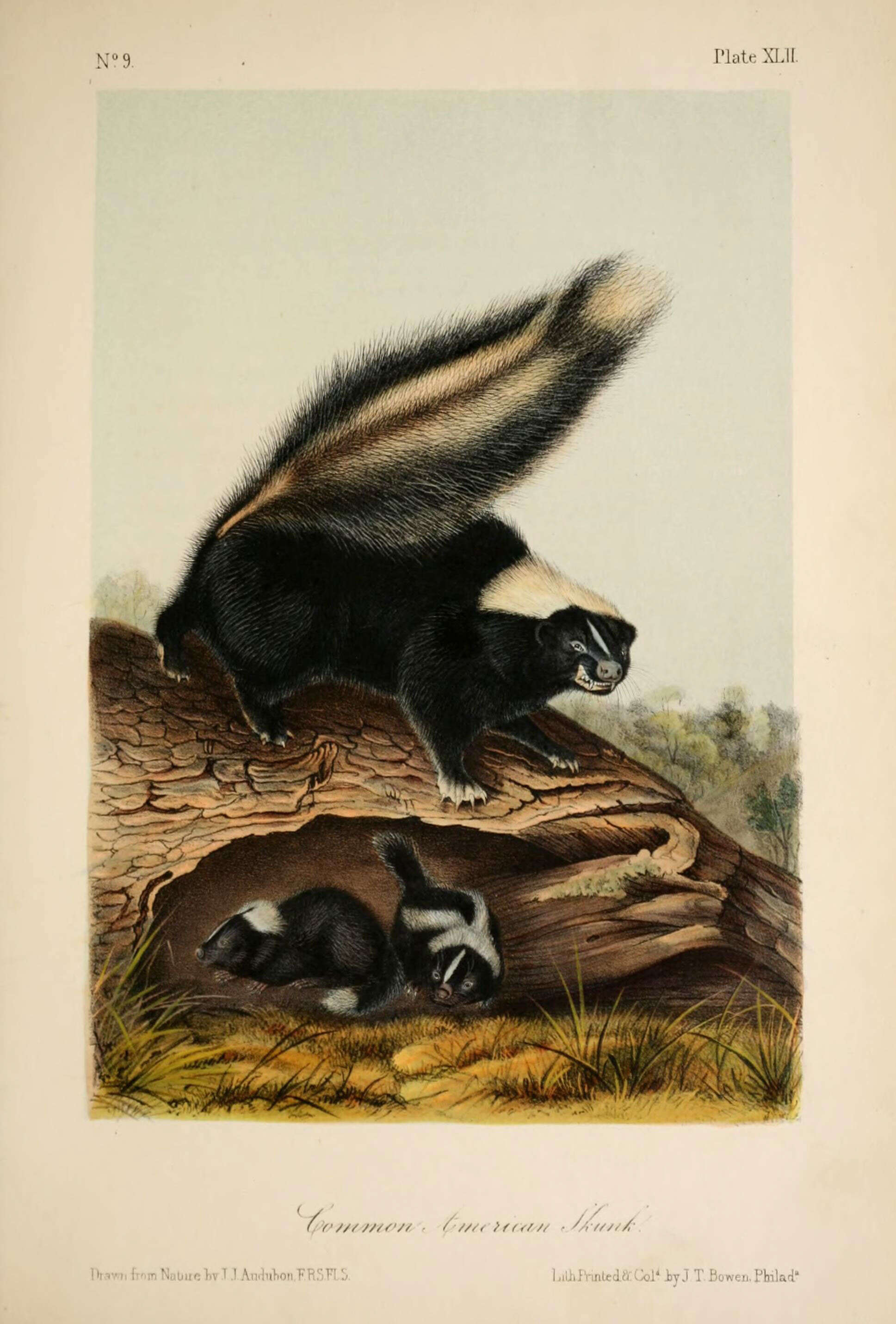 Image of Hooded Skunk