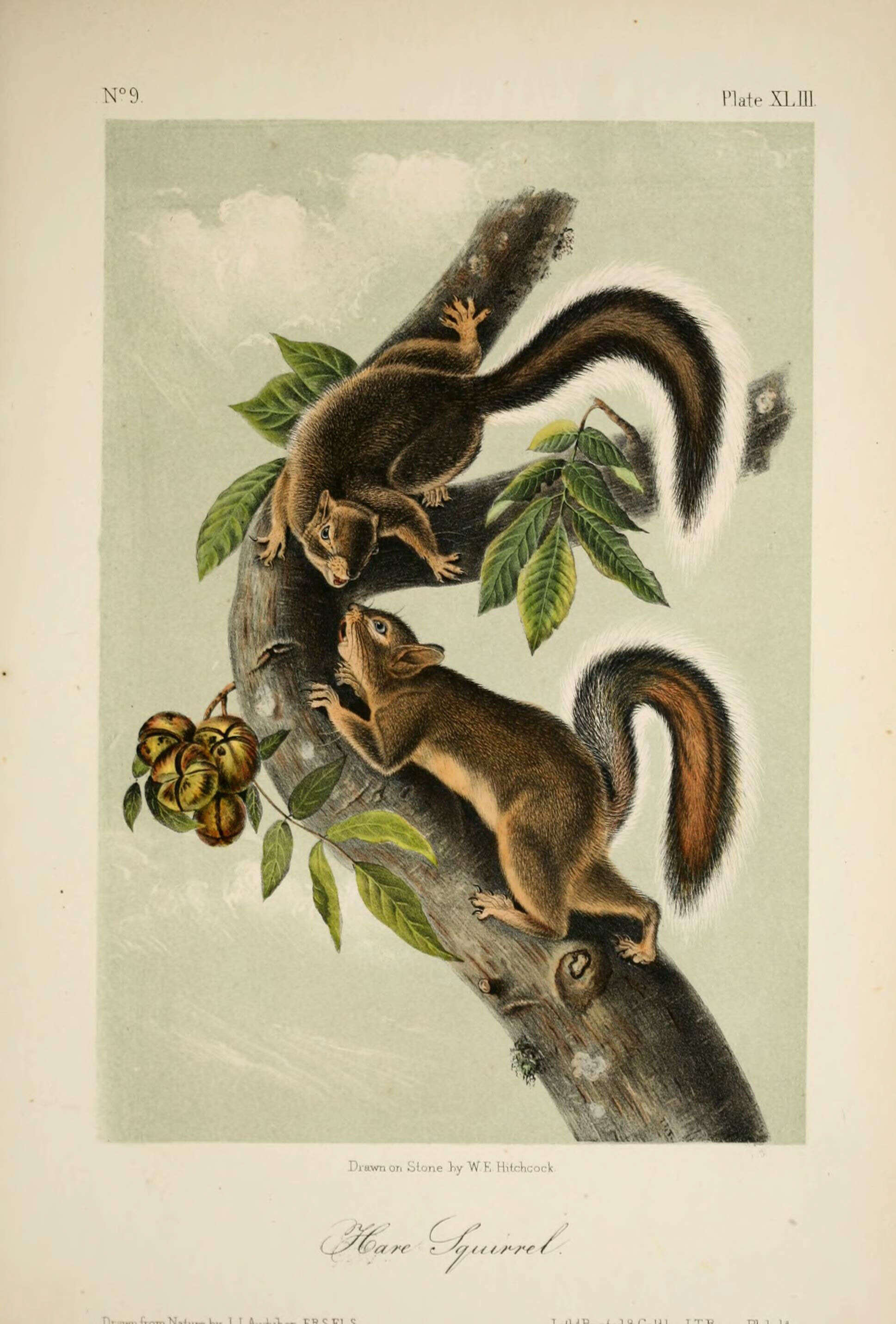 Image de Sciurus subgen. Hesperosciurus Nelson 1899