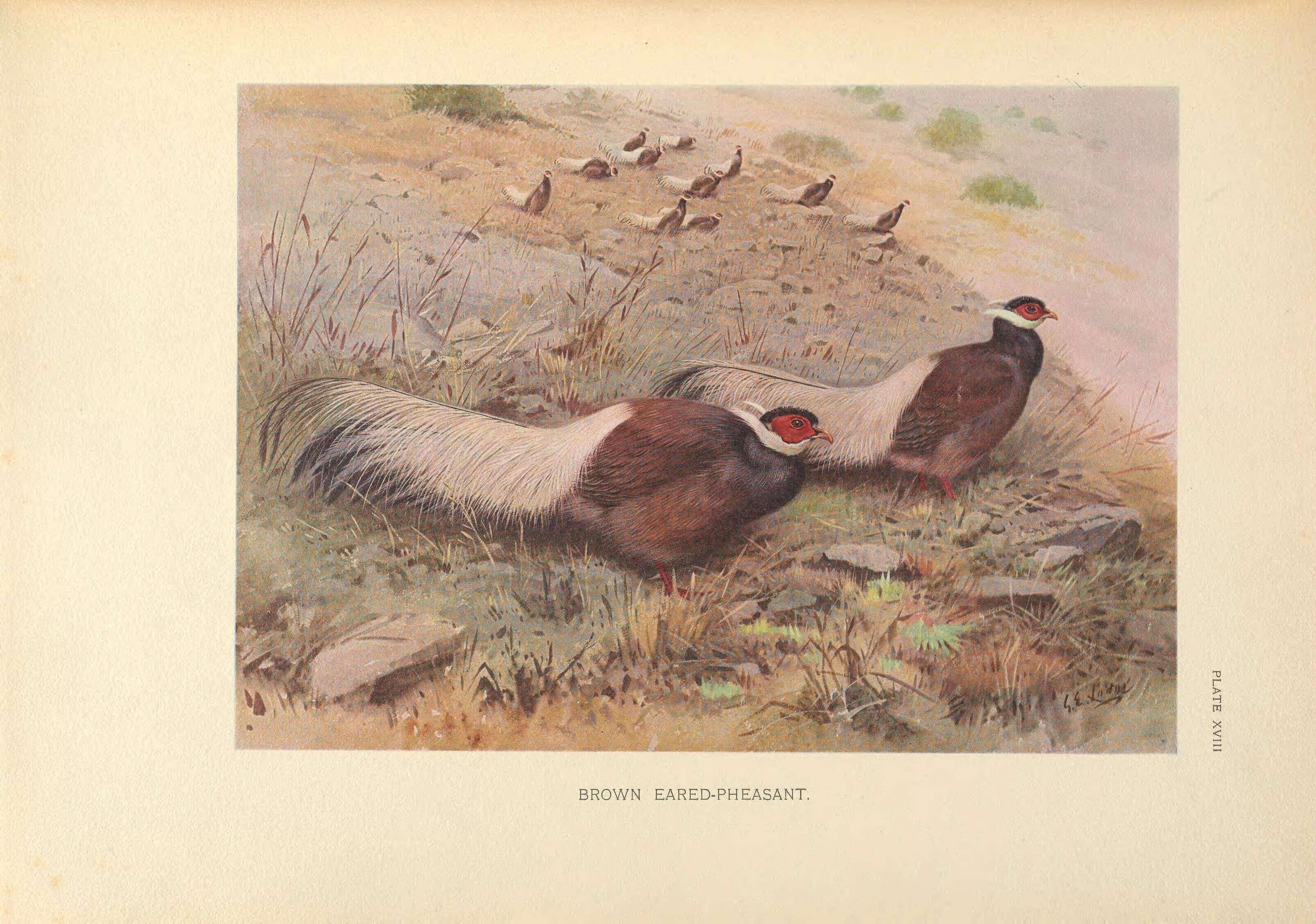 Image of Brown Eared Pheasant