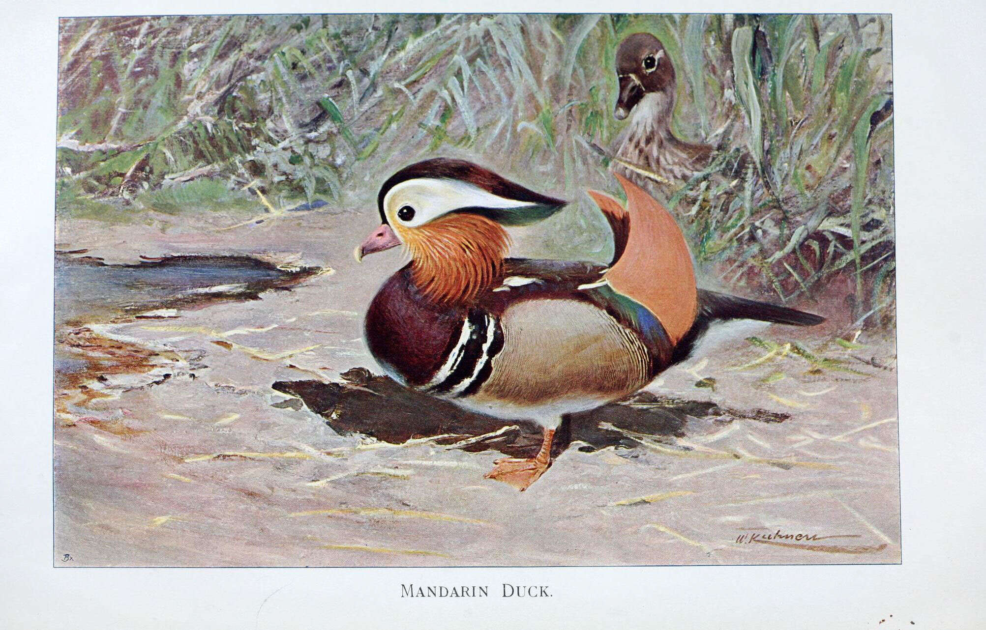 Image of Mandarin Duck