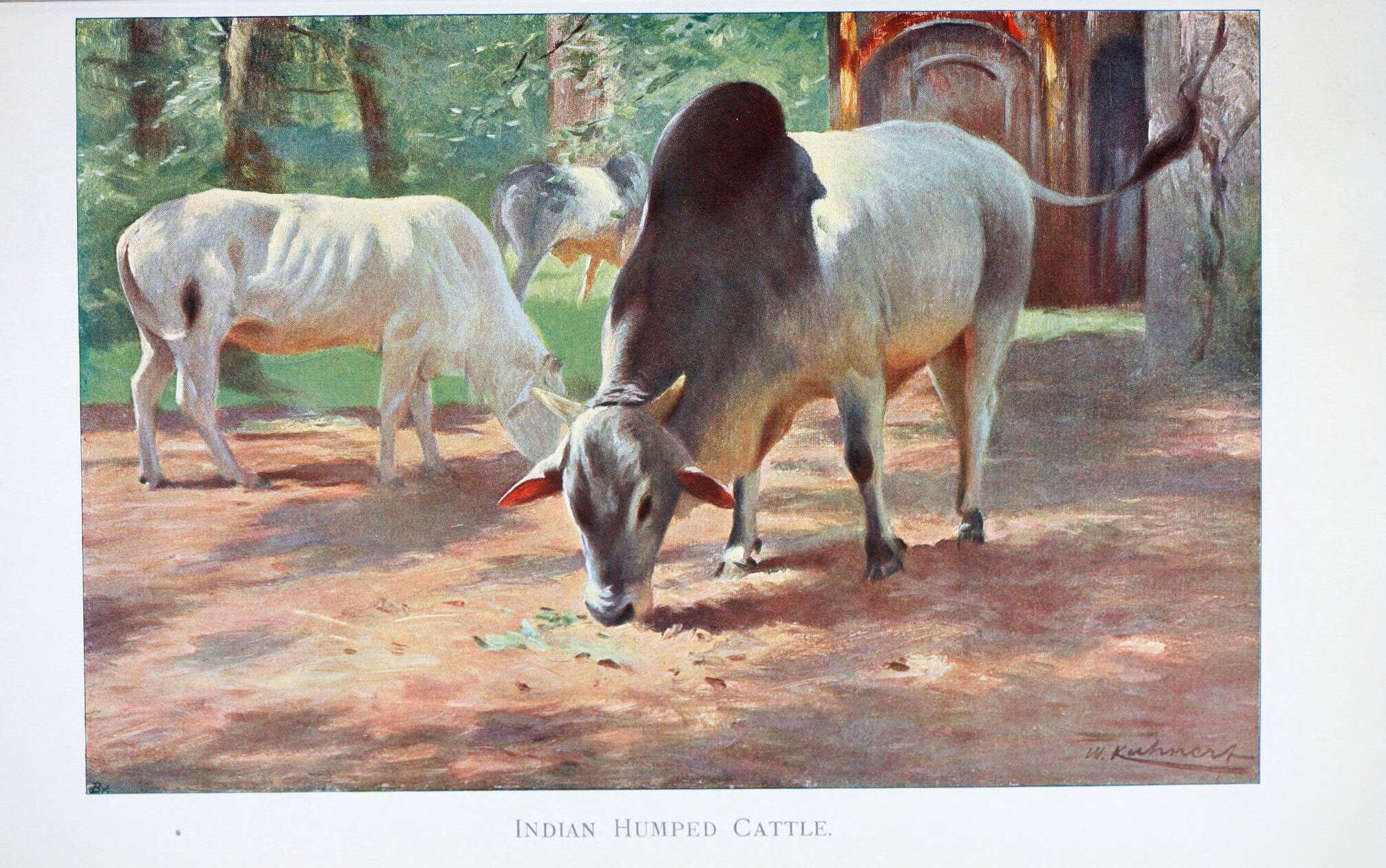 Image of zebu cattle