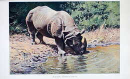 Image of Indian Rhinoceros