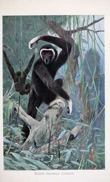 Image of White-handed Gibbon